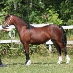 Moondelight Gwendolyn