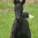 Pin Rock's Fade to Black