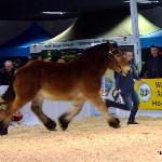 Sarba - Czempionat Dwuletnich Klaczy - AgroShow Ostróda 2017r.<br />&copy; Marzena Guz-Falińska