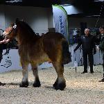 Sarba - Czempionat Dwuletnich Klaczy - AgroShow Ostróda 2017r.<br />&copy; Marzena Guz-Falińska