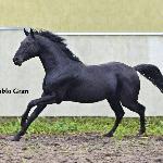 Diablo Gran ex. Diablo Lazar - Diablo Gran<br />&copy; Małgorzata Kruszyk