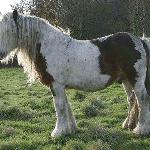 The Midget / The Midget Horse