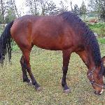 Hebra