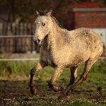 Braveness