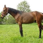Oskar