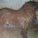 Aramis