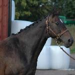 Cariette / M-Cariette