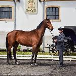 Benaresa<br />&copy; J.Ł.<br /><i>Wiosenny Przegląd Hodowlany w SK Racot 27 kwietnia 2018</i>