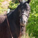 Wróbel