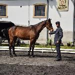 Aluzja<br />&copy; J.Ł.<br /><i>Wiosenny Przegląd Hodowlany w SK Racot 27 kwietnia 2018</i>