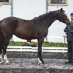 Chandara<br />&copy; fb SK Racot<br /><i>Przegląd Hodowlany 25.10.2018</i>