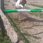 Gucio
