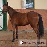 Walkiria AK