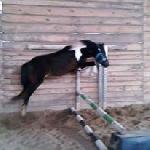 Picardo