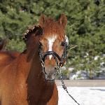 Woldhoeve's Colorado<br />&copy; Hippos / Pirje Paananen