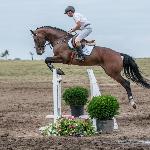 Chacco Z - Baborówko Horse Sale Show 2018<br />&copy; M&R Photo
