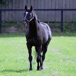Sunday Silence