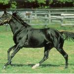 Sunday Silence