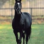 Sunday Silence