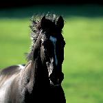 Sunday Silence