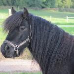 Kaunisrannan Koda
