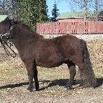 Kaunisrannan Uljas
