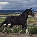 Atena