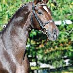 Quantensprung ex Quattoleur