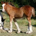 Siofra's Ninny / Siofra's Ninni
