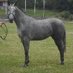 Fajna RK