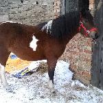 Beksa - Beksa, styczeń 2016 r.<br />&copy; Iga Dachno