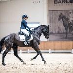Aventador-L<br /><i>https://www.ehorses.pl/kon-wielkopolski-walach-9lat-skarogniada-konie-ujezdzeniowe-barlomino/3873654.html</i>