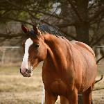 Bankomat<br /><i>https://www.ehorses.pl/kon-wielkopolski-walach-9lat-164-cm-gniada-konie-rekreacyjne-konie-rajdowe-kozieglowy/4011674.html</i>