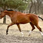 Bankomat<br /><i>https://www.ehorses.pl/kon-wielkopolski-walach-9lat-164-cm-gniada-konie-rekreacyjne-konie-rajdowe-kozieglowy/4011674.html</i>