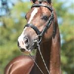 Dicardo (Blue Hors Dicardo)