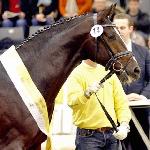 Coal Diamond