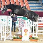 Hickstead White