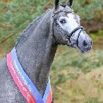 Hickstead White
