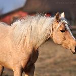 Dejzi<br />&copy; Palomino & Cremello Jaskulscy