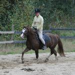 Moondelight Lamorak