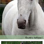 Villem II ex Villem
