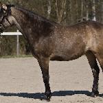 Aramara Prime Fiona