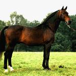 Chirac 611