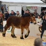 Sava - WICECZEMPIONKA - Czempionat Dwuletnich Klaczy Zimnokrwistych - Agro-Show Ostróda 2018r.<br />&copy; Mateusz Kaca