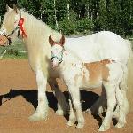 Jubilee van Irish Coloured Cob Peer