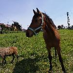 Galileusz