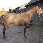Morfina