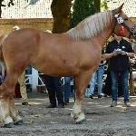 Fadera