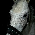 Pacek
