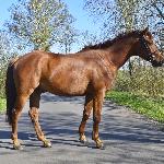 Presario